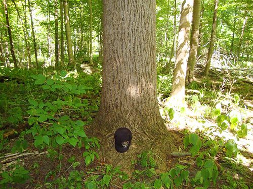 Property photo 3 - 75.5 Acres Offered in 5 Tracts